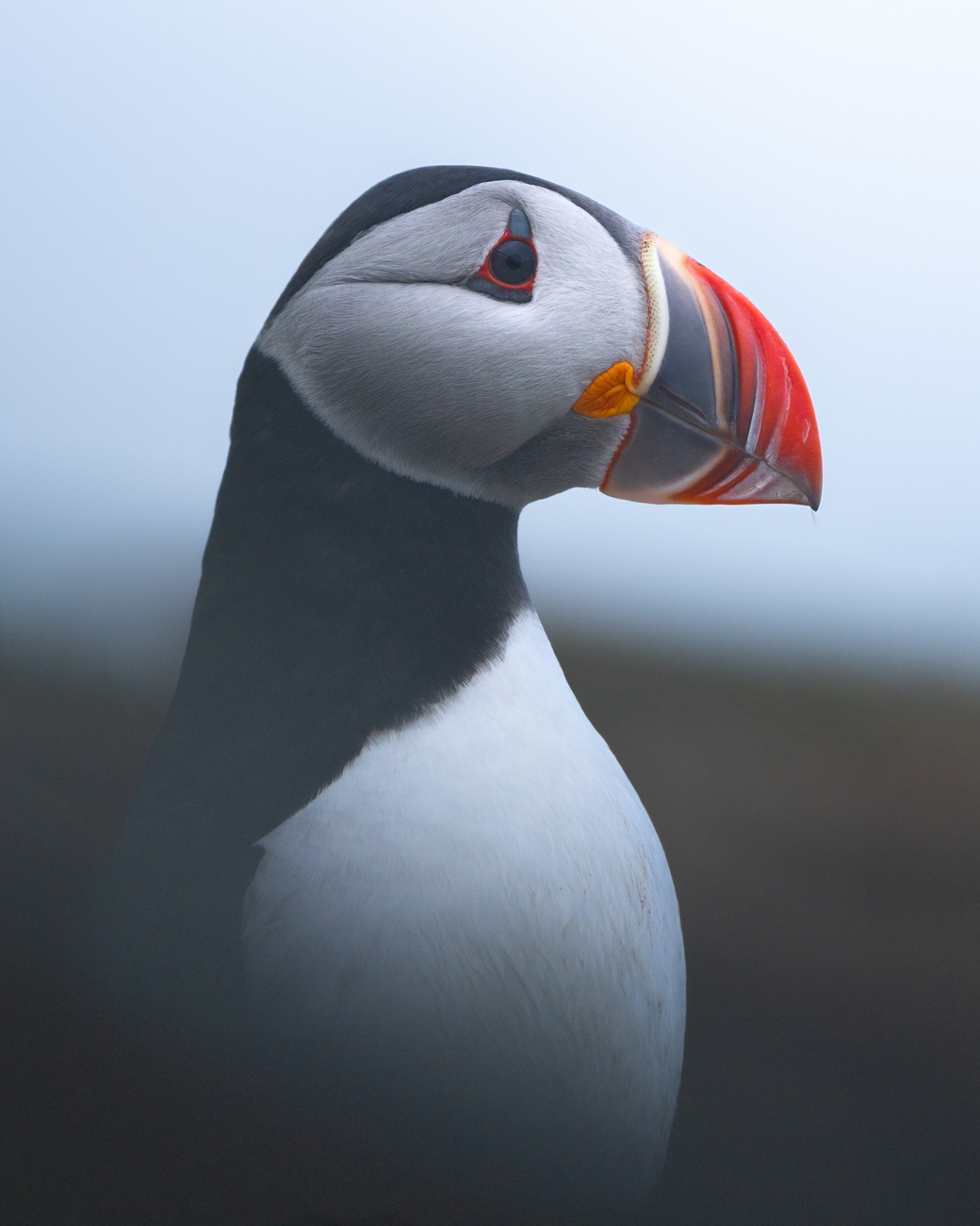 Frailecillo atlántico en primer plano, Islandia
