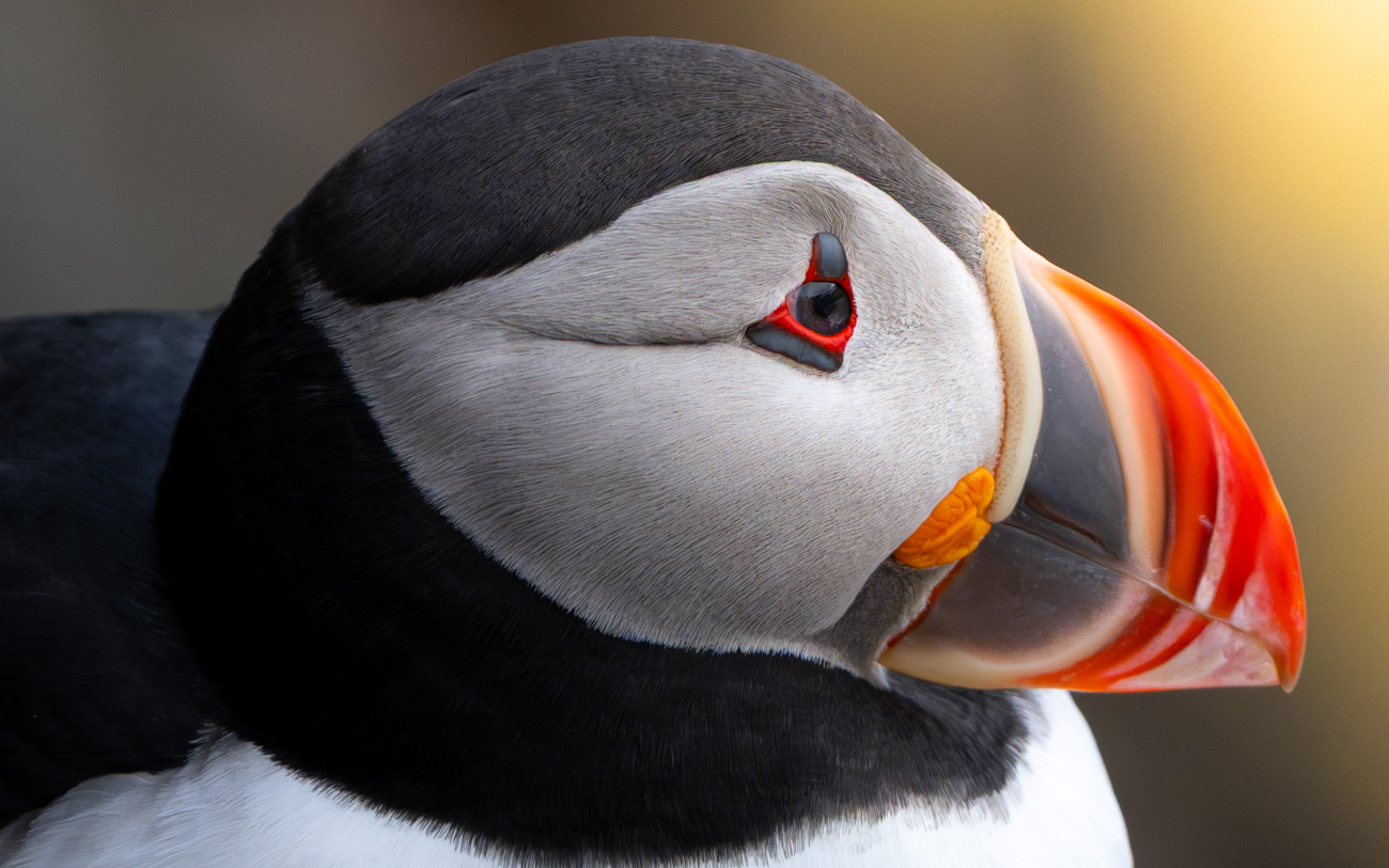 Frailecillo atlántico en Islandia